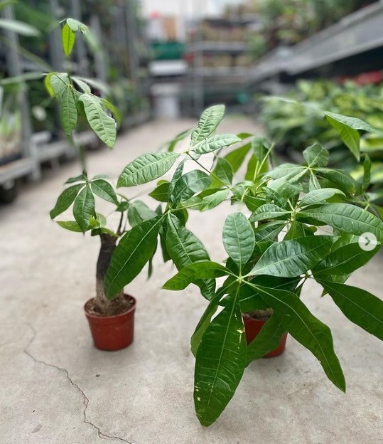 Qədr ağacı ( Pahera ) bitkis